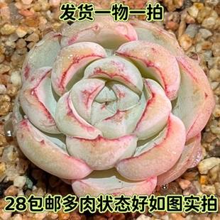 【七总】多肉,胖虎,爱斯贝瑞红边厚叶群生贵货糖心杂交一物一拍