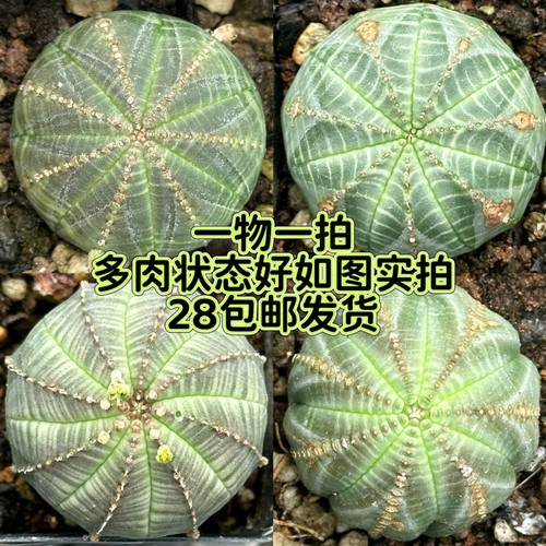 一物一拍多肉布纹球单头仙人球