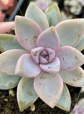 【七总】多肉，淡雪，新手紫色粉色状态稀有美观好养冬美人便宜
