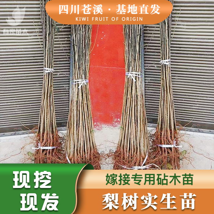 正宗梨树砧木苗新鲜四川苍溪