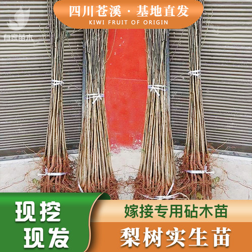 正宗梨树砧木苗新鲜四川苍溪