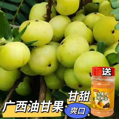 广西油甘果新鲜采摘当季灵山特产野生牛甘果生吃泡酒榨汁滇橄榄