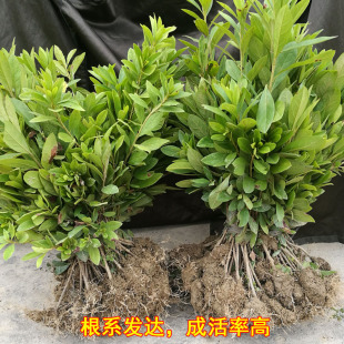 园林绿化苗木庭院植物毛杜鹃树苗四季杜鹃苗四季常青绿篱锦绣杜鹃