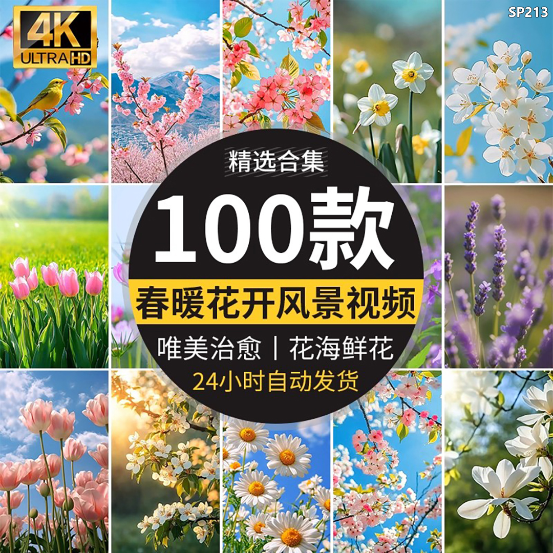 唯美格桑花海春天阳光治愈风景盛开鲜花朵春暖花开高清短视频素材