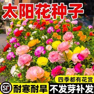 易活開花室外庭院花園凍不死花籽室內陽臺盆栽 重瓣太陽花種子四季