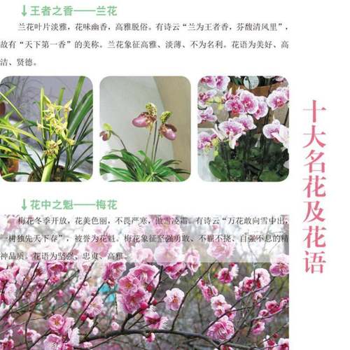 容易上手的家庭观赏植物种植9787543334090 马西兰天津科技翻译出版农业、林业 书籍