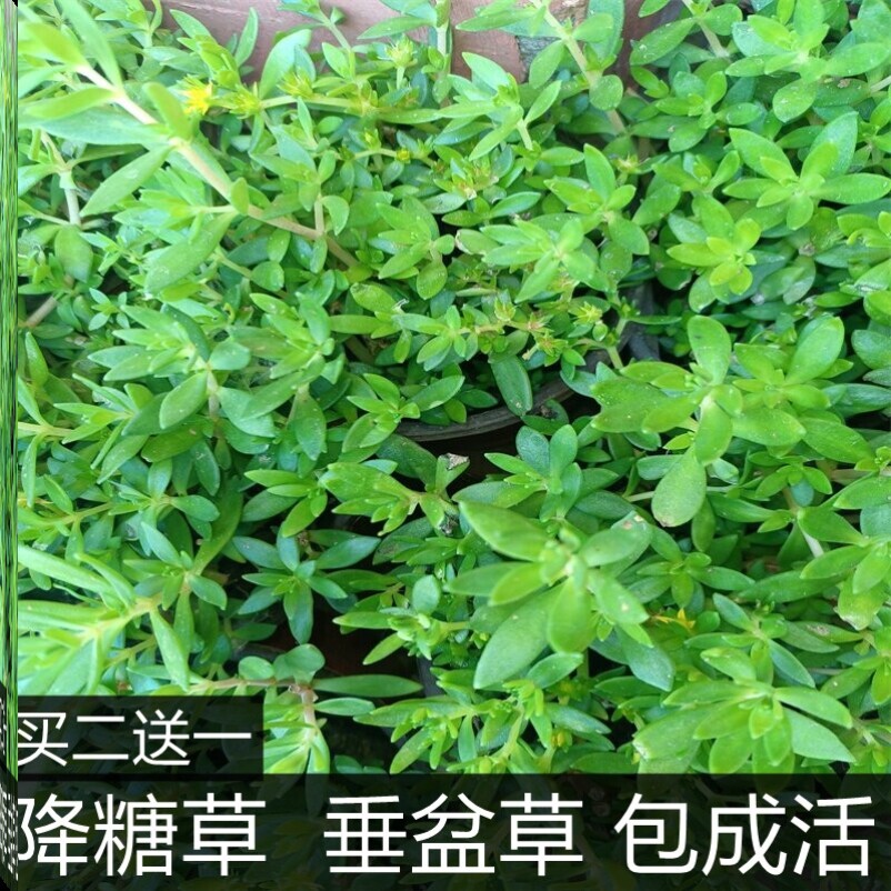 可食用垂盆草明月草降糖草盆栽神仙草白子菜金鸡毛草耐寒耐旱好养