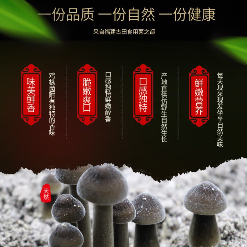 顺丰现采新鲜鸡枞菌菇煲汤火锅