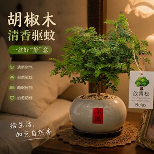 正宗清香胡椒木盆栽驱蚊草室内桌面绿植物四季好养禅意盆景放青松
