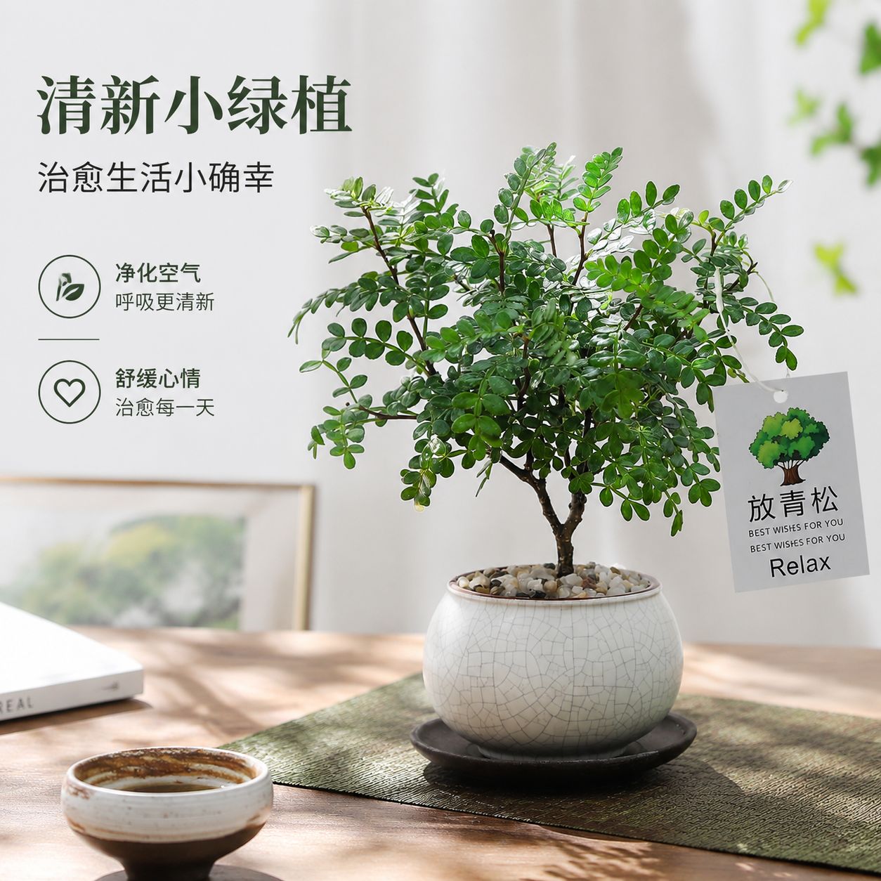 正宗清香木盆栽绿植胡椒木花卉植物室内室外净化空气驱蚊驱虫盆景图片
