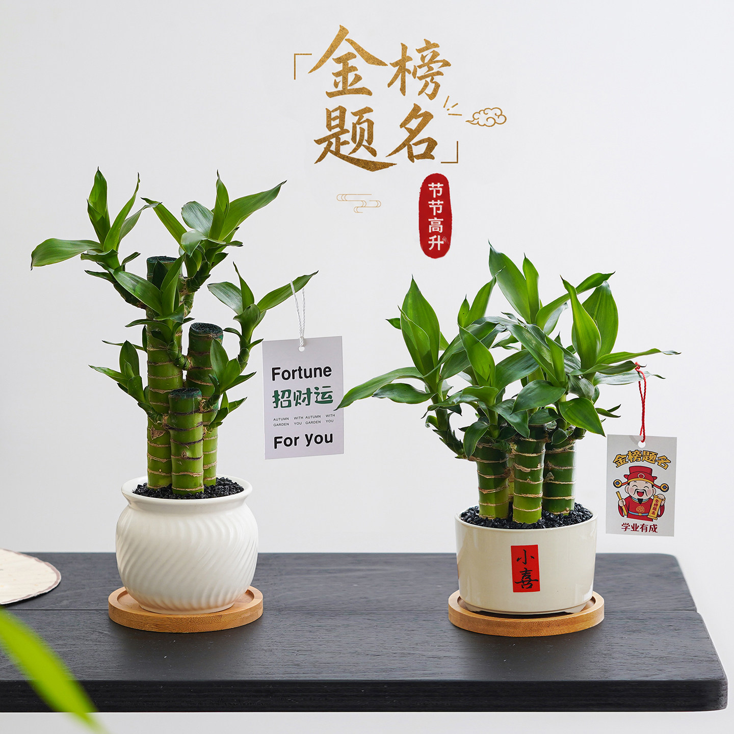 文昌竹富贵竹子室内绿植物节节高升办公桌面盆栽情绪稳定逢考必过