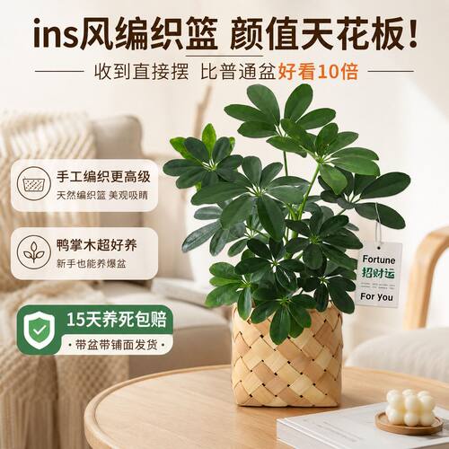 鸭掌木一摆，八方来财好运来！