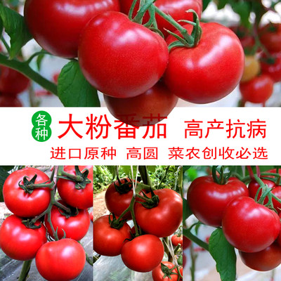 蔬菜四季以色列大粉高圆番茄种子