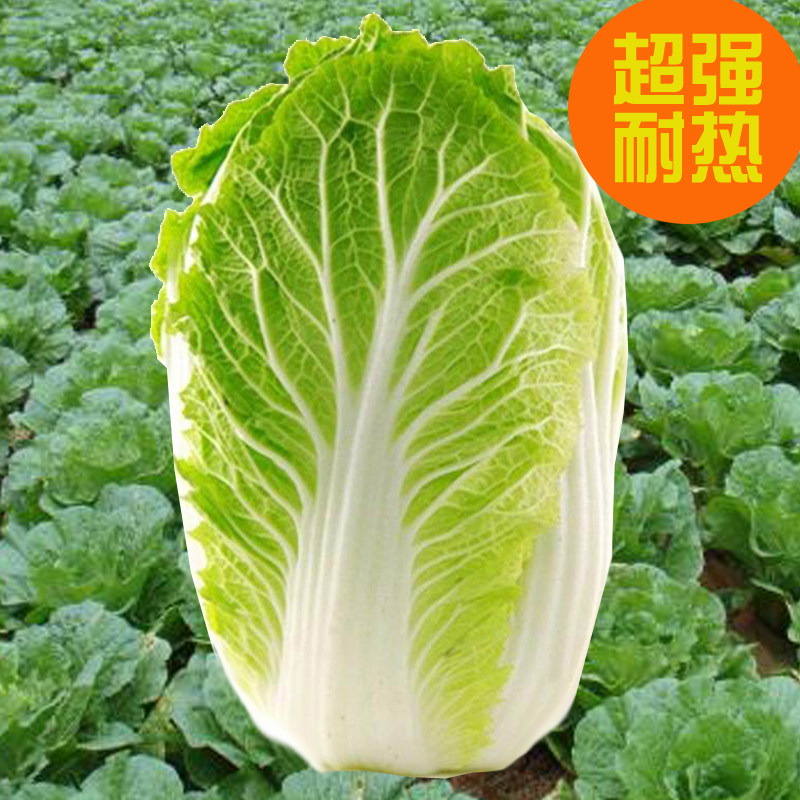 耐热大白菜种子热抗50天超级夏阳早熟高产夏季蔬菜农家田园寿光菜