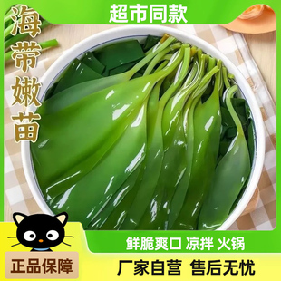 海带苗盐渍独立包装小海带芽非干货嫩苗新鲜麻辣烫火锅食材商用