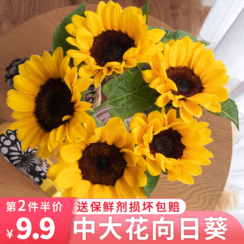 向日葵鲜花云南基地直发先切花系列插瓶水养家用装饰周期花材真花