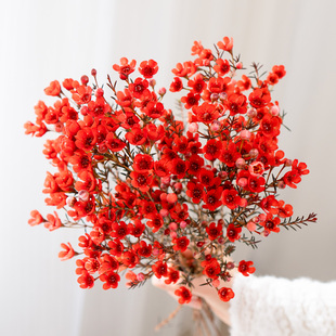 澳洲腊梅鲜花云南基地直发年宵花鲜切花春节红红火火新年鲜花