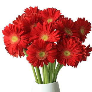 云南昆明基地直发非洲菊鲜花包邮直供一扎速递家用插花扶郎花