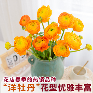 洋牡丹鲜花云南基地直发应季时令花材昆明批发年宵花花束