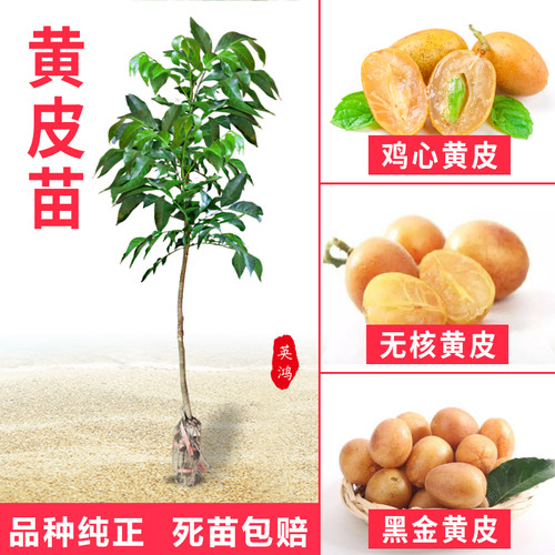 黄皮树苗无核大鸡心黑金树苗