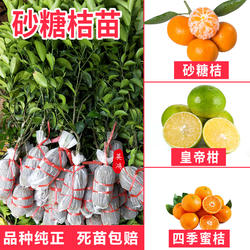 广西沙糖桔树苗无籽砂糖橘子苗四会果树苗南北水果木纯甜盆栽带叶