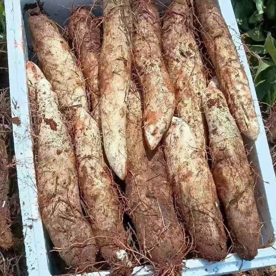 当季时令蔬菜白色山药农家自种白皮白心毛薯现挖现发姜薯新鲜脚板