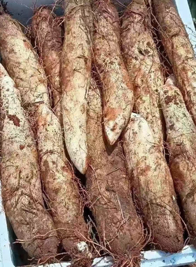 当季时令蔬菜白色山药农家自种白皮白心毛薯现挖现发姜薯新鲜脚板