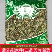 家中 安国中药材市场批 工英 正品 统货 发无硫新货蒲公英1000克