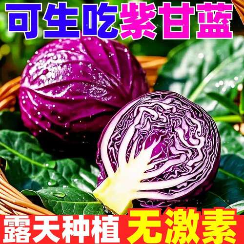 新鲜露天宁夏紫甘蓝现摘凉拌蔬菜农家自种卷紫包沙拉卷心椰菜生菜