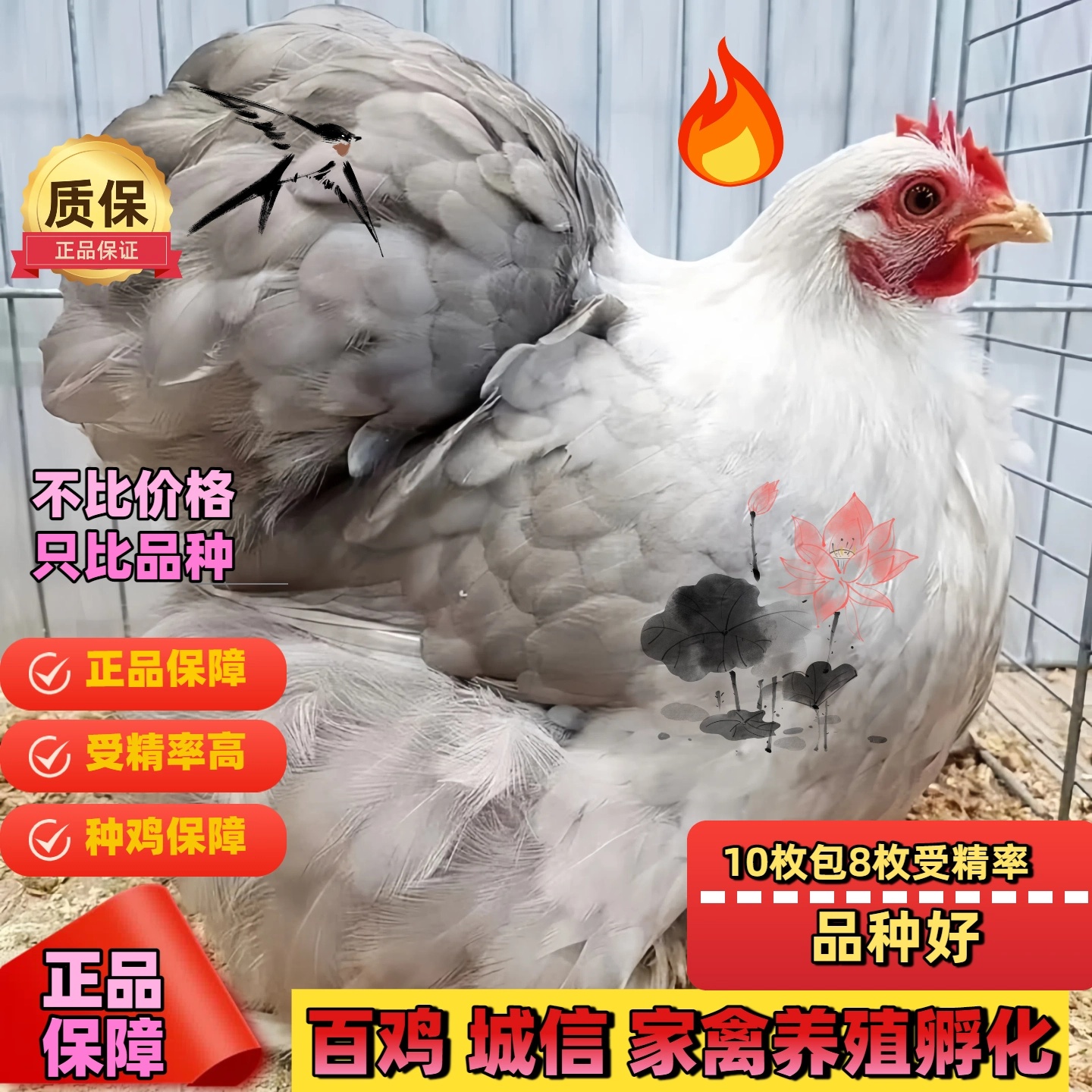 白绣球鸡科钦球鸡种蛋受精蛋翻毛鸡观赏鸡受精种蛋可孵化混搭拍