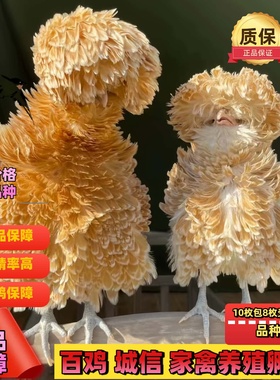 菊花头鸡苗翻毛帽子鸡种蛋可孵化观赏鸡受精蛋宠物鸡网红鸡活体