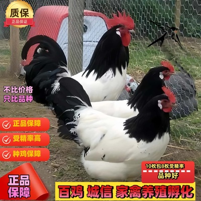 两头乌种蛋红色两头乌观赏鸡宠物鸡可孵化受精种蛋包纯种包受精率