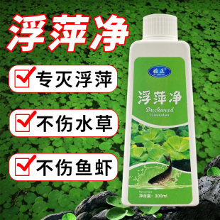 养殖不伤藕虾蟹圆心萍浮净化水质绿藻青苔水藻褐藻浮萍净