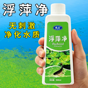 养殖不伤藕虾蟹圆心萍浮净化水质绿藻青苔水藻褐藻浮萍净