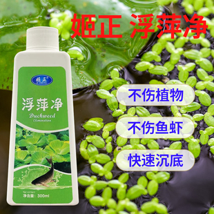 养殖不伤藕虾蟹圆心萍浮净化水质绿藻青苔水藻褐藻浮萍净