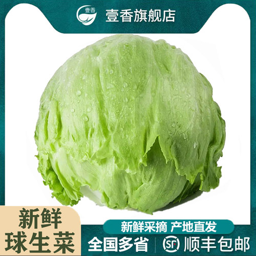 新鲜球生菜汉堡用西生菜沙拉食材