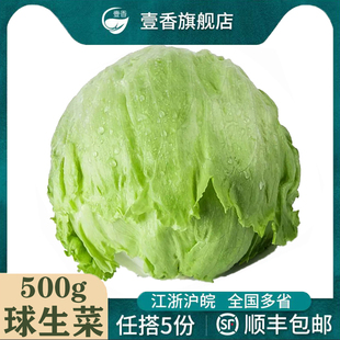 包邮 汉堡用圆生菜西生菜新鲜沙拉蔬菜食材满5斤 新鲜球生菜500g