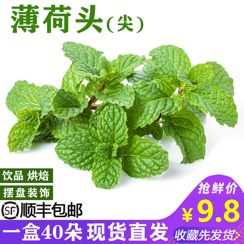 新鲜薄荷头40朵 食用薄荷叶尖芽莫吉托烘焙茶饮摆盘装饰点缀花草