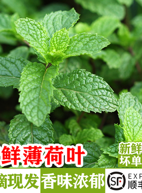 新鲜薄荷叶500g可食用香料留兰香烘焙点缀调酒装饰莫吉托茶饮材料