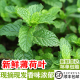 饰莫吉托茶饮材料 新鲜薄荷叶500g可食用香料留兰香烘焙点缀调酒装