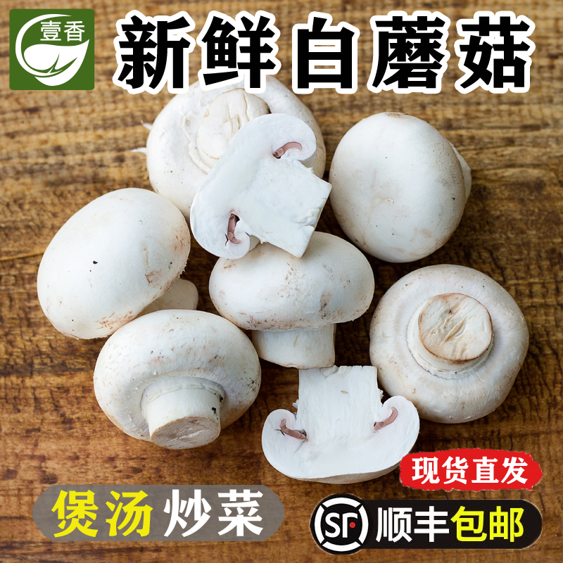 新鲜白蘑菇1-3斤 口蘑菇口菇现摘食用菌菇双孢菇煲汤炒菜火锅蔬菜