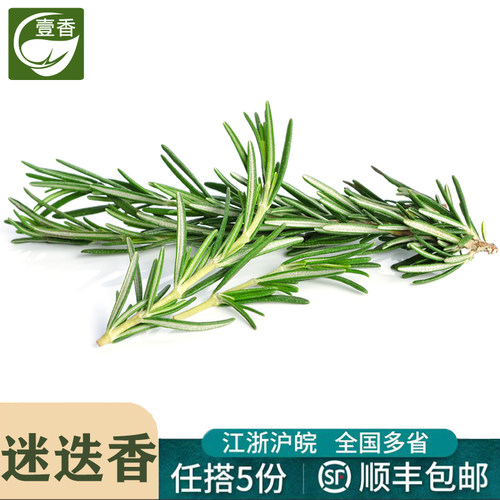 新鲜迷迭香西餐煎牛排烧烤香料