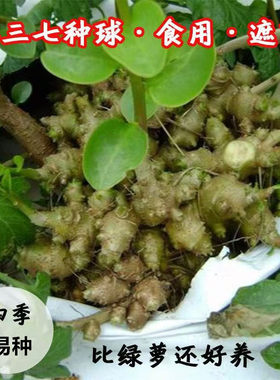 新鲜藤三七植物苗盆栽食用药用田七根茎庭院阳台爬藤懒人绿植四季