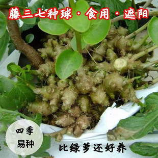 新鲜藤三七植物苗盆栽食用药用田七根茎庭院阳台爬藤懒人绿植四季