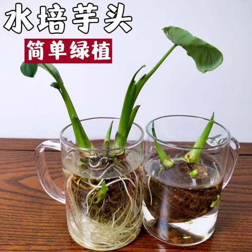 水培芋头懒人盆栽新中式绿植