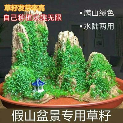 假山草上水石吸水石盆景植物珍珠草心形圆叶草混装微景观