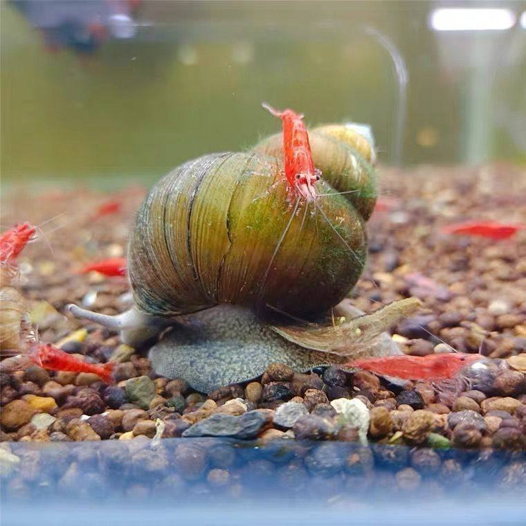 石螺鱼缸吃鱼粪便生物清洁吃绿藻生物淡水物除青苔田螺净化水