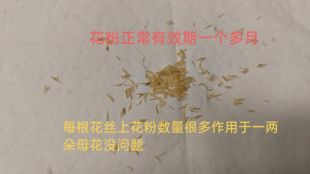 金弹子公花粉金弹子公树上摘的公花手工挑选花粉供金弹子母树授粉