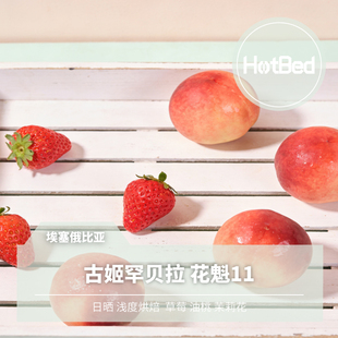 【温床咖啡】埃塞古姬罕贝拉 花魁11 畅销十一年 埃塞咖啡标杆