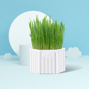 【猫草猫薄荷种子套装图片】猫草猫薄荷种子套